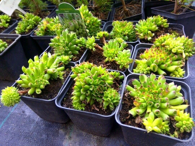 Rojnik Oddity Sempervivum P9