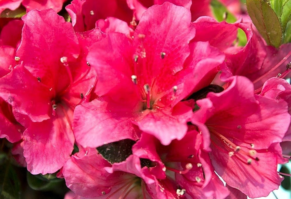 Azalia japońska Drapa Rhododendron obtusum C2