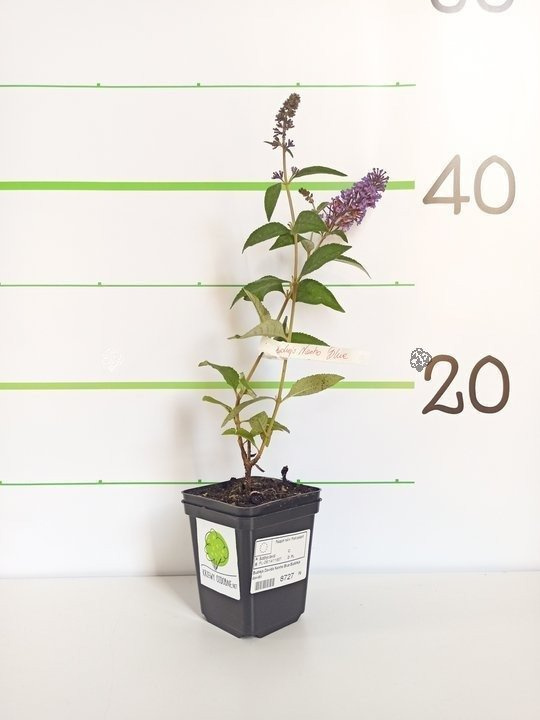 Budleja Davida Nanho Blue Buddleja davidii C2