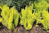 Berberys Thunberga Maria PBR Berberis thunbergii