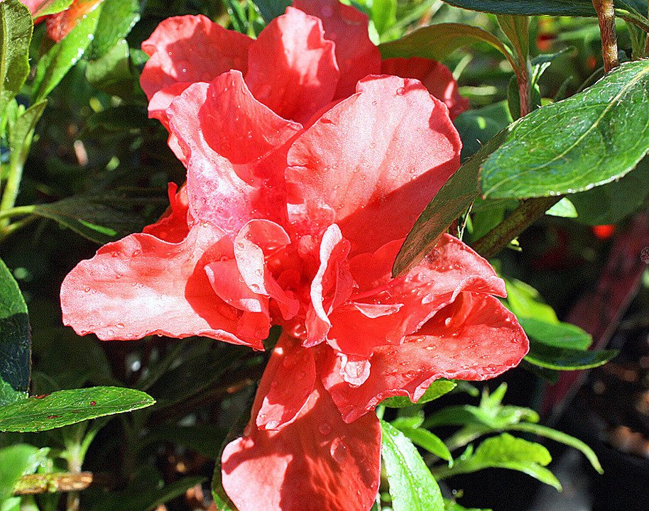Azalia japońska Cherie Rhododendron obtusum C2