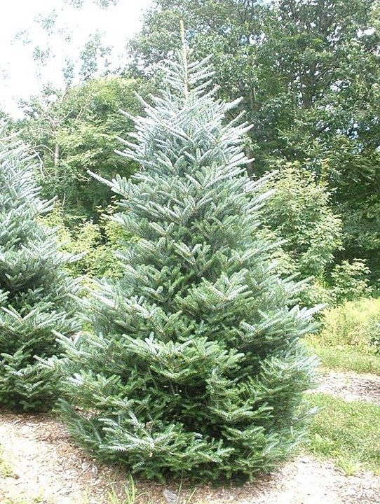 Jodła koreańska Silberlocke Abies koreana C5