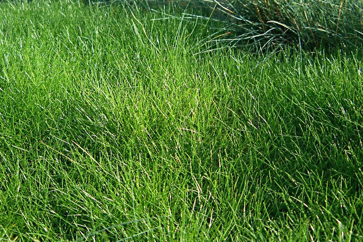 Kostrzewa miotlasta Niedźwiedzie futro Festuca scoparia P9
