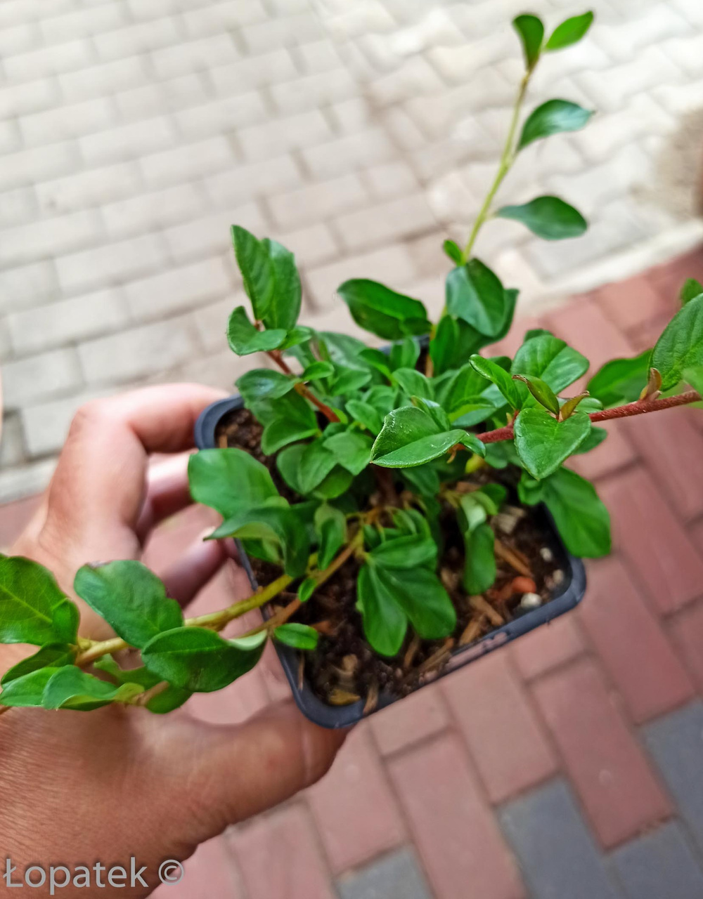 Irga płożąca Dammera Major Cotoneaster dammeri P9