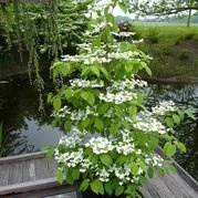 Kalina japońska Kilimandjaro Sunrise JWW5 PBR Viburnum plicatum C3
