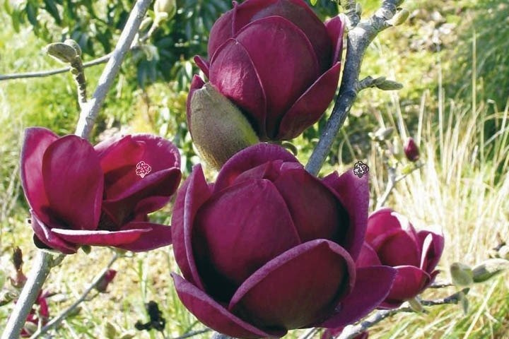 Magnolia Genie PBR Magnolia C2