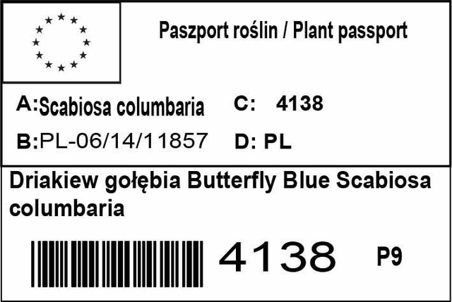 Driakiew gołębia Butterfly Blue Scabiosa columbaria P9