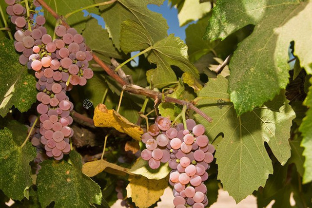 Winorośl Canadice Vitis C2