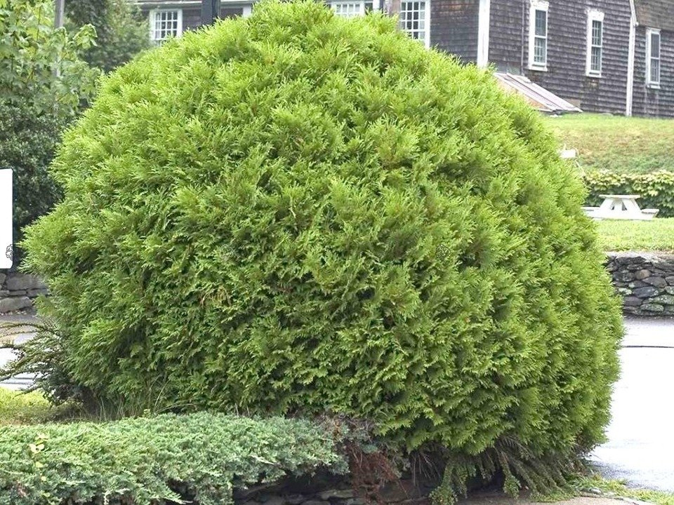 Tuja Woodwardii Thuja occidentalis C5