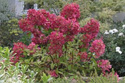 Hortensja bukietowa Wims Red PBR Hydrangea paniculata C2