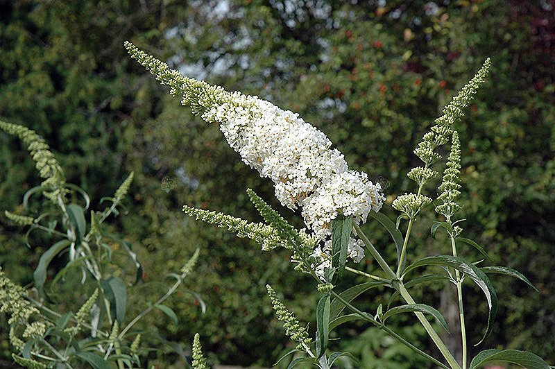 Budleja Davida White Profusion Buddleja davidii