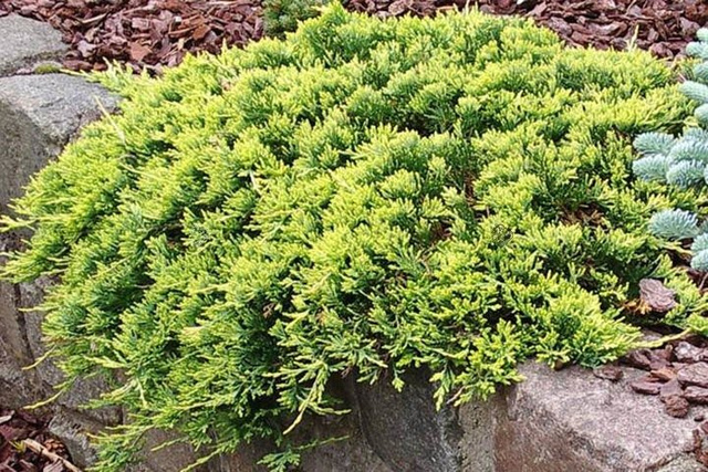 Jałowiec płożący Golden Carpet Juniperus horizontalis C2