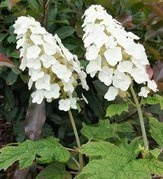 Hortensja dębolistna Snow Queen Flemygea Hydrangea quercifolia C2