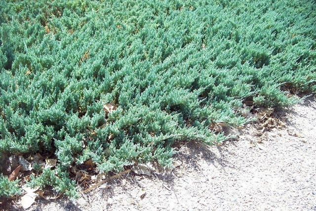 Jałowiec płożący Wiltonii Juniperus horizontalis C2