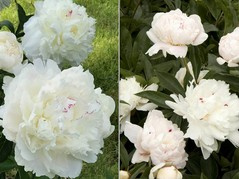 Piwonia Festiva Maxima Paeonia C2