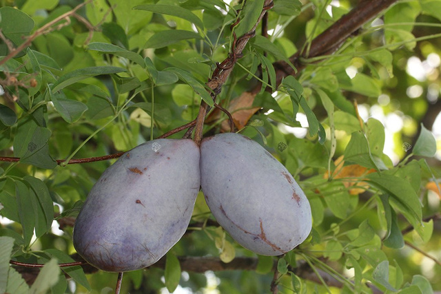 Akebia pięciolistkowa Akebia quinata C2