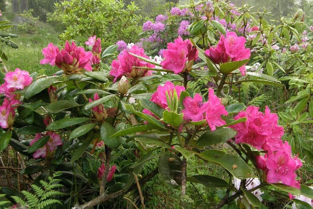 Różanecznik Pearce`s American Beauty Rhododendron C2