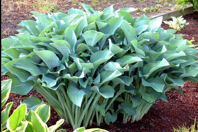 Funkia Krossa Regal Hosta C2
