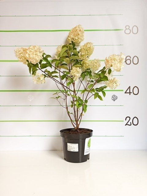 Hortensja bukietowa Polar Bear PBR Hydrangea paniculata P9