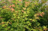Klon palmowy Katsura Acer palmatum C3