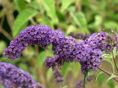 Budleja Davida Nanho Blue Buddleja davidii C2