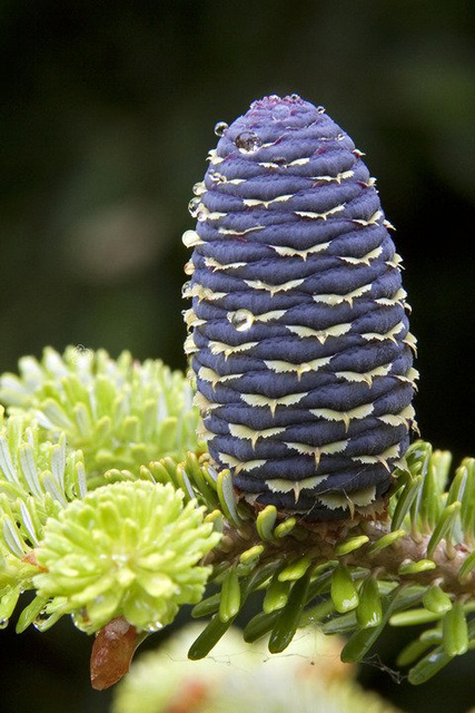 Jodła koreańska Abies koreana C3