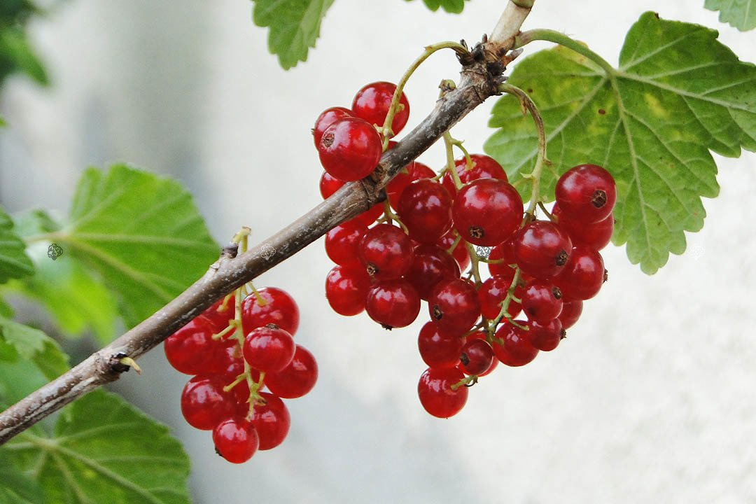 Porzeczka czerwona Jonkheer van Tets Ribes rubrum C2