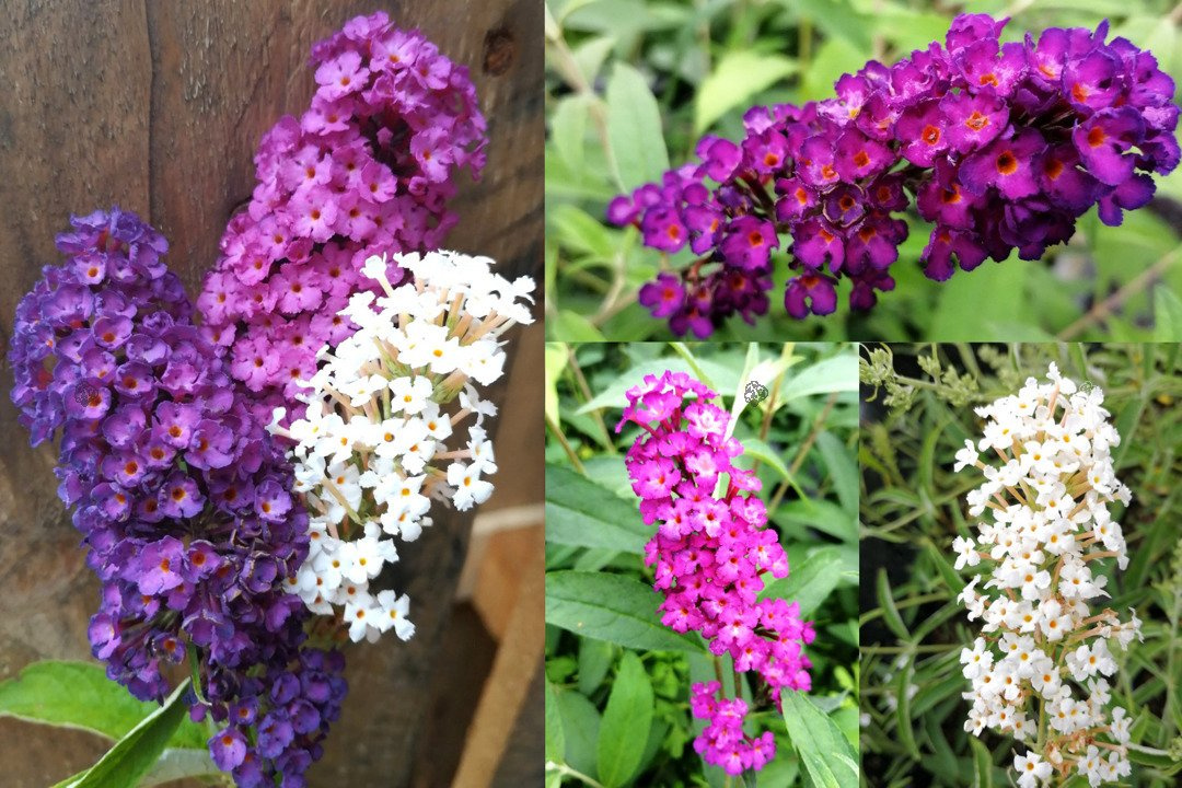 Budleja Davida Tricolor Buddleja davidii 3xP9