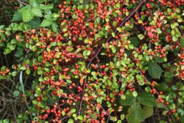 Irga miseczkowata Cotoneaster hjelmqvistii P9