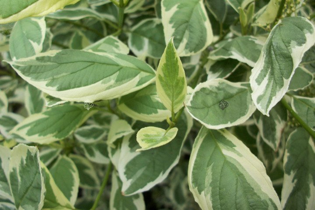 Dereń biały Elegantissima Cornus alba C5