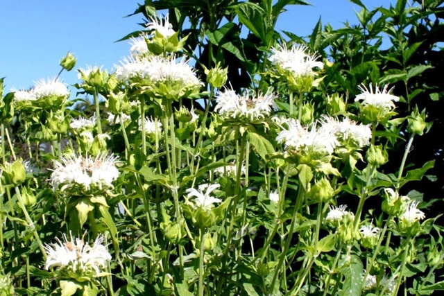 Pysznogłówka ogrodowa Schneewittchen Monarda hybrida P9