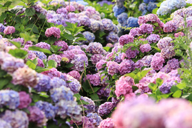 Hortensja ogrodowa Bodensee Hydrangea macrophylla C2