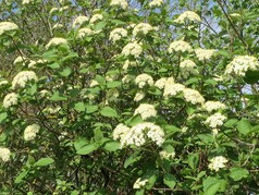 Kalina hordowina Viburnum lantana C2