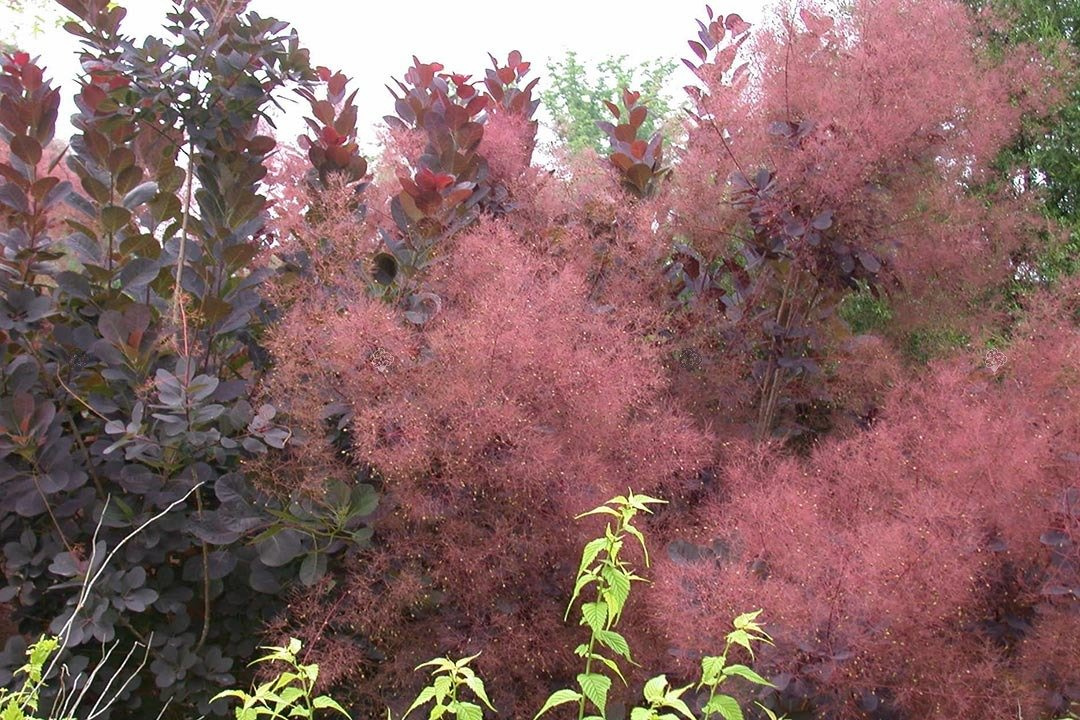 Perukowiec podolski Royal Purple Cotinus coggygria C2