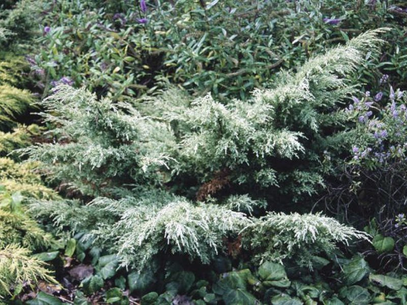 Jałowiec wirginijski Sulphur Spray Juniperus virginiana C2