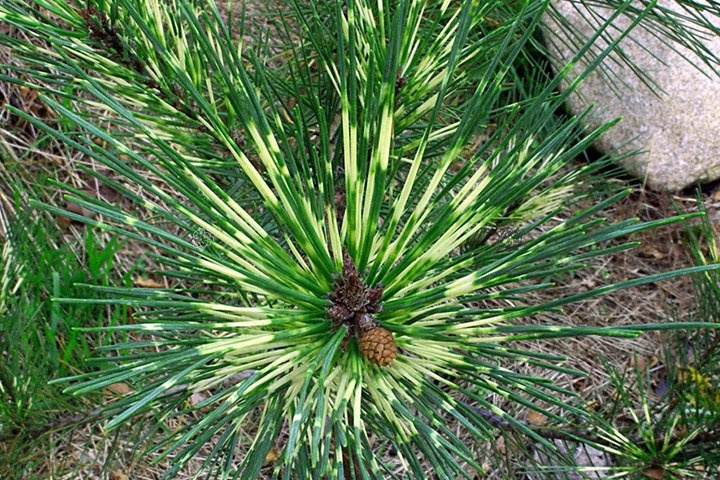 Sosna gęstokwiatowa Oculus-draconis Pinus densiflora C5