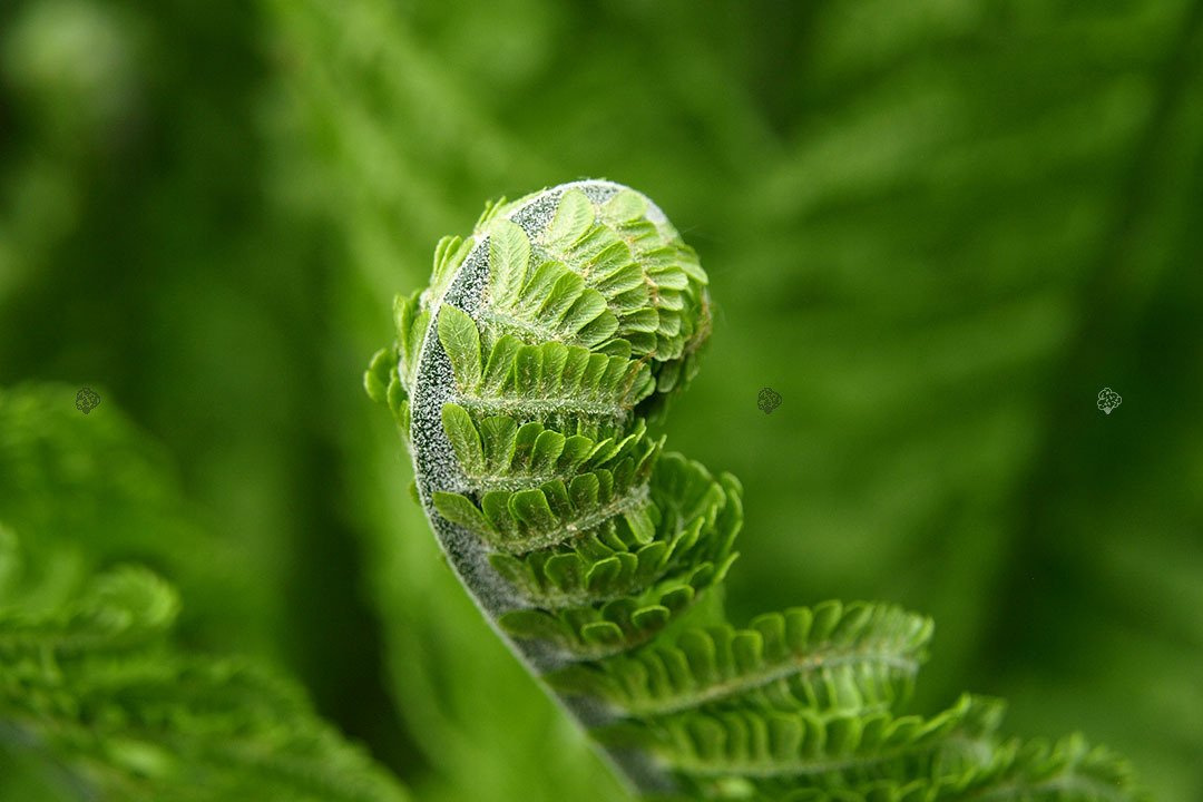 Pióropusznik Strusi Matteuccia struthiopteris C2