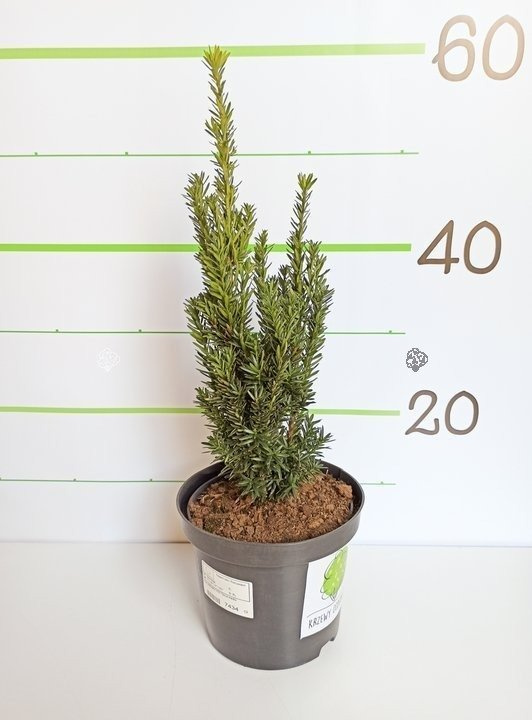 Cis pośredni Hillii Taxus media P9