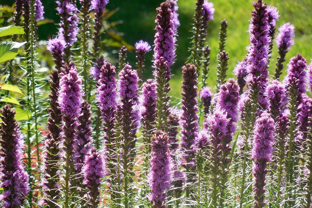 Liatra kłosowa Liatris spicata P9