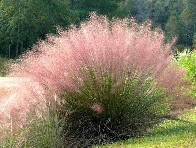 Przyostnia włosowata Muhlenbergia capillaris C1
