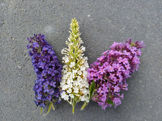 Budleja Davida Tricolor Buddleja davidii 3xP9