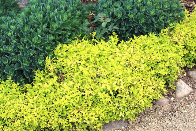 Tawuła japońska Golden Carpet PBR Spiraea japonica C2