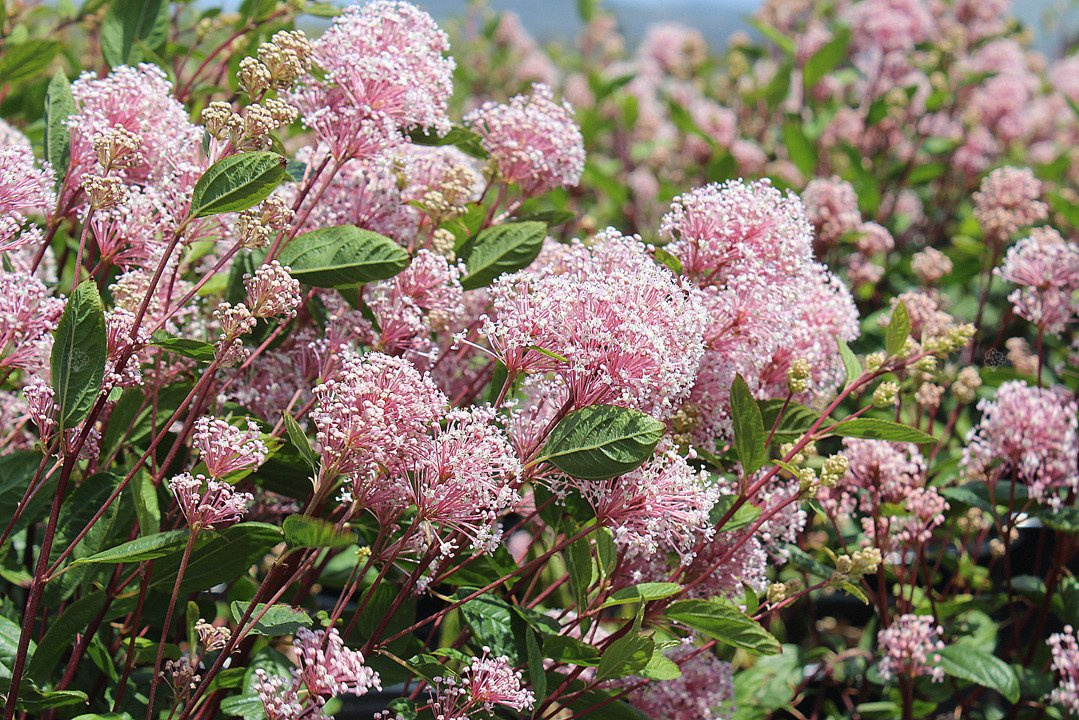 Prusznik blady Marie Simon Ceanothus pallidus C2
