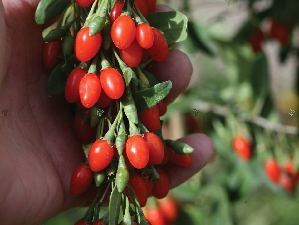 Jagoda Goji Big Lifeberry PBR Lycium barbarum P9