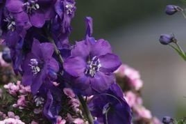 Ostróżka ogrodowa Christel Delphinium elatum C2