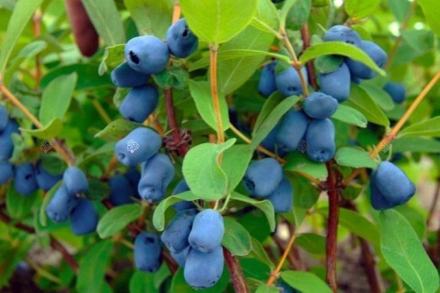 Jagoda kamczacka Morena Lonicera caerulea var. kamtschatica P9