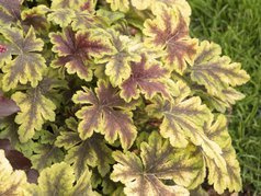 Żuraweczka Gold Zebra Heucherella C2