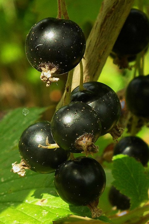Porzeczka czarna Ribes nigrum C2