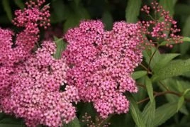 Tawuła japońska Froebelii Spiraea japonica P9