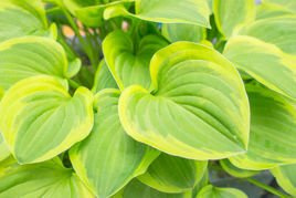 Funkia Golden Tiara Hosta P9